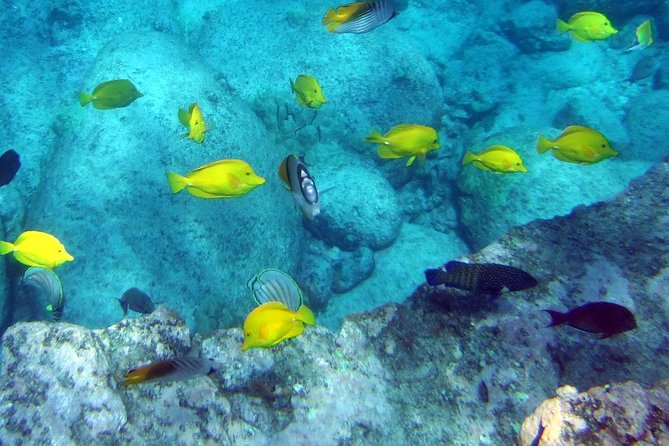 Kona Shore Excursion: Wild Dolphin Reefs Snorkel and Sea Caves - Spinner dolphins, rules, and why onboard viewing still feels special