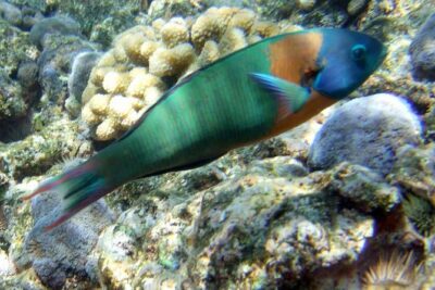 Kona Shore Excursion: Wild Dolphin Reefs Snorkel and Sea Caves - Sea caves and lava formations: what you’ll see from the outside