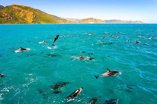 Kona Snorkel Tour: Captain Cook Reef Snorkel, Dolphin & Sea Caves - Getting to Kealakekua Bay Fast: Boat Ride Timing, Comfort, and Motion