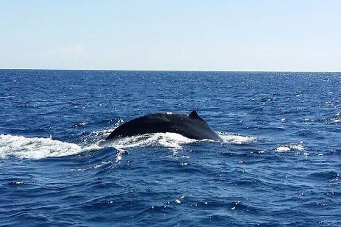 Kona Tradewind Catamaran Day Sail - What You’ll Really See: Dolphins, Flying Fish, and Coastal Characters