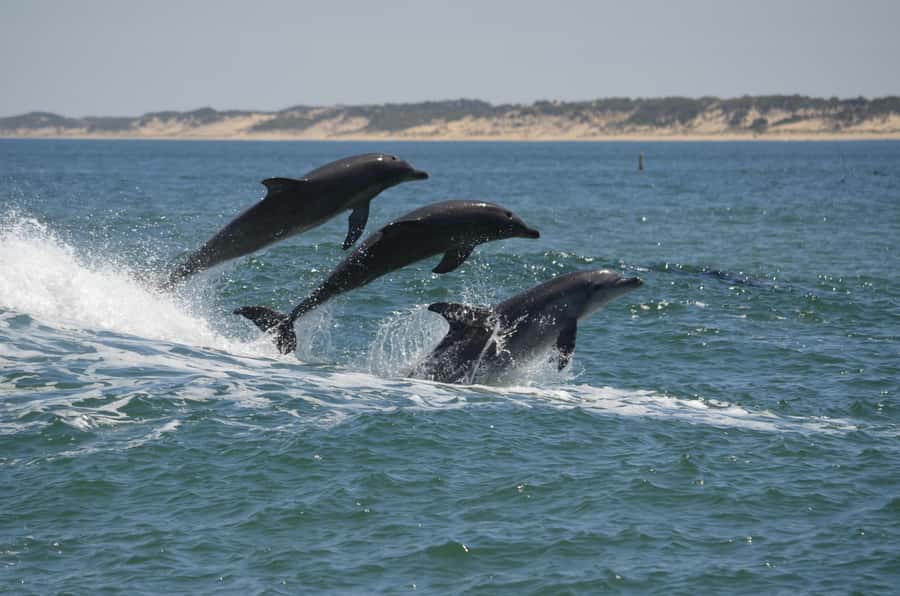 Koombana Bay: Dolphin Eco Cruise - Key things to know before you go