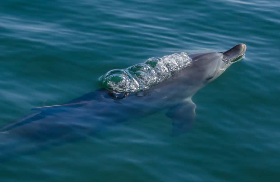 Koombana Bay: Dolphin Eco Cruise - Koombana Bay bottlenose dolphins feel different in a sheltered bay