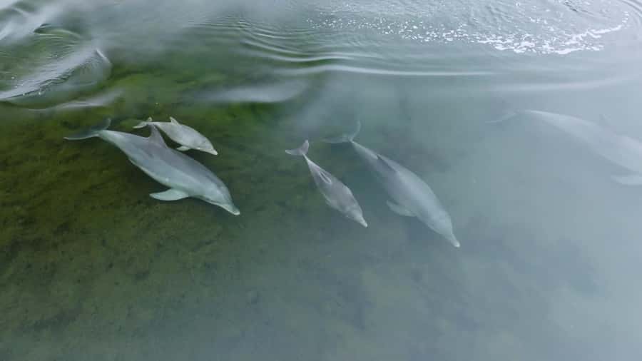 Koombana Bay: Dolphin Eco Cruise - The cruise itself: what you’ll actually see in Koombana Bay