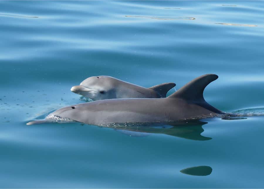 Koombana Bay: Dolphin Eco Cruise - When the dolphins come close (and when they’re just being dolphins)