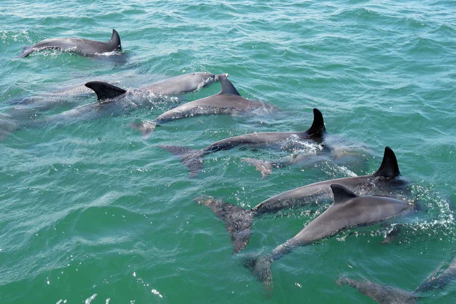 Koombana Bay: Dolphin Eco Cruise - Price and value: is $46 worth it?