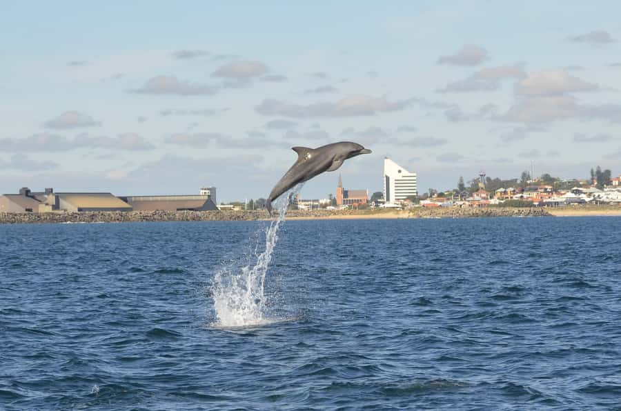 Koombana Bay: Dolphin Eco Cruise - The boat setup: dry, wide viewing that makes spotting easier