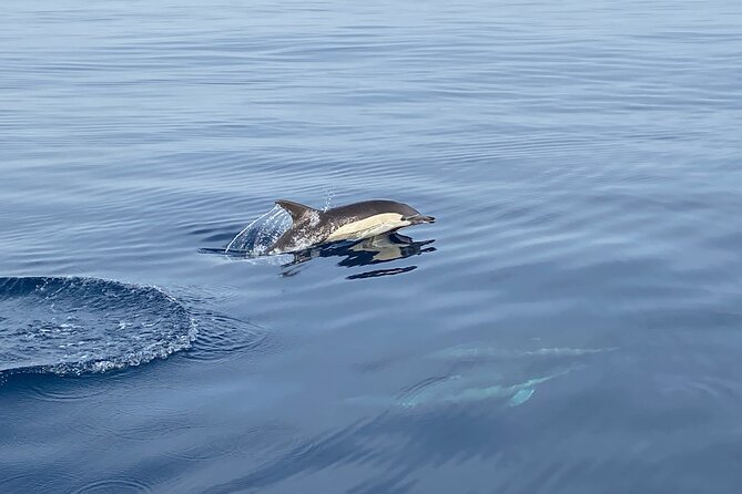 La Herradura: Sailboat with a view of dolphins-Shared - Dolphins and Marine Life: You’ll Try Hard, But Keep Expectations Real