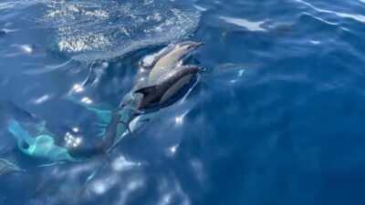 La Herradura: Sailing with a view of dolphins - Where the trip starts at Granada Sailing (and why arriving early helps)