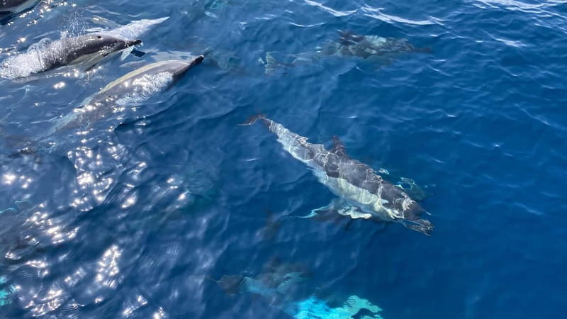 La Herradura: Sailing with a view of dolphins - Dolphins at sea: how to think about sightings without getting disappointed