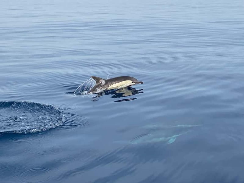 La Herradura: Sailing with a view of dolphins - Getting to the pier at Marina del Este (without stress)