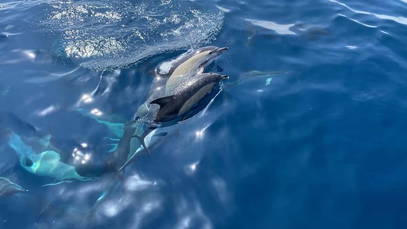 La Herradura: Sailing with a view of dolphins - The Bavaria 37 Cruiser and the crew: where the comfort comes from