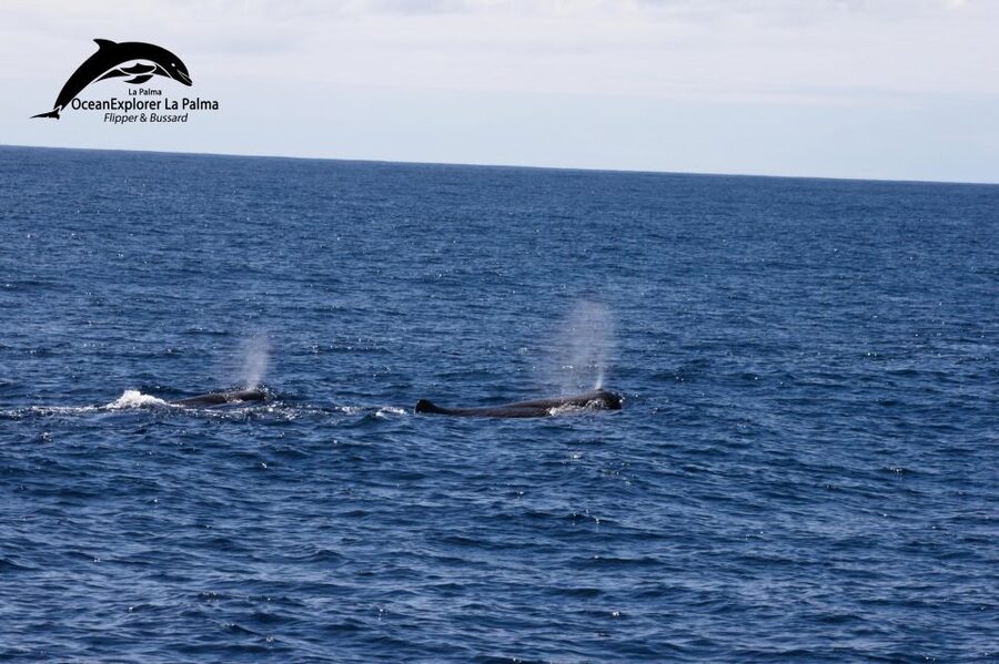 La Palma: 3-Hour Dolphin and Whale Watching Experience - Key highlights you’ll actually care about