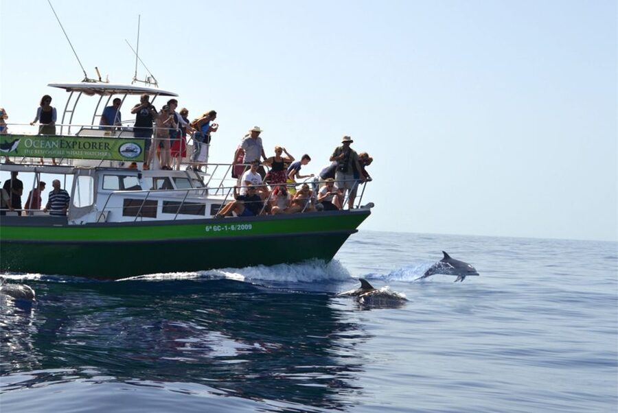 La Palma: 3-Hour Dolphin and Whale Watching Experience - Who this tour suits best