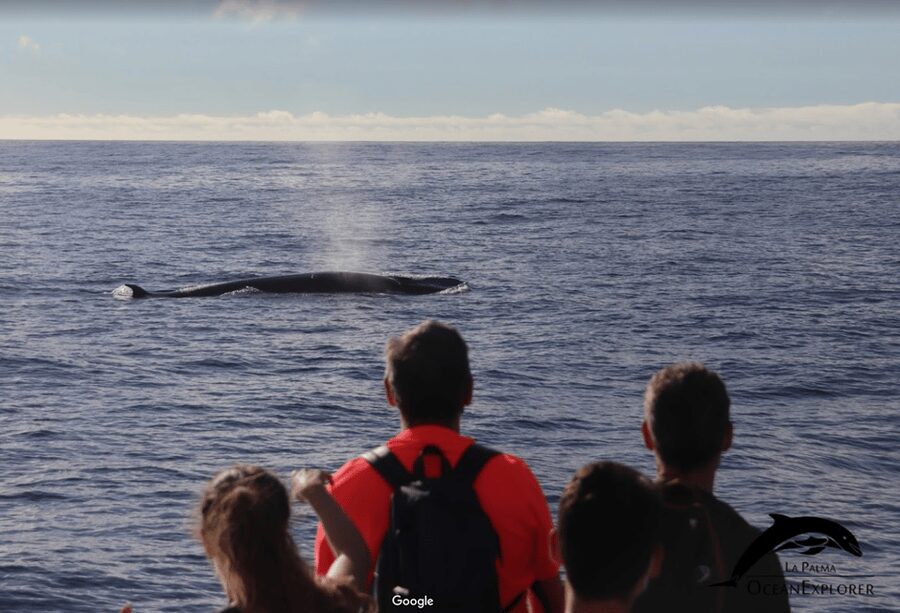 La Palma: 3-Hour Dolphin and Whale Watching Experience - On La Palma, this is whale-watching with context