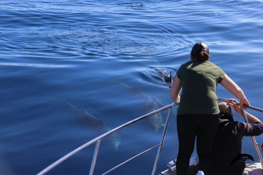 La Palma: 3-Hour Dolphin and Whale Watching Experience - The core experience: spotting dolphins and whales in the wild