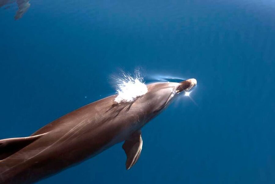 La Palma: 3-Hour Dolphin and Whale Watching Experience - The itinerary beyond animals: Cueva Bonita, Porís de Candelaria, and the 2021 delta