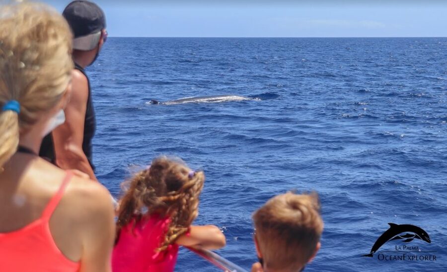 La Palma: 3-Hour Dolphin and Whale Watching Experience - Timing and meeting point: where you start and how long you’ll be out