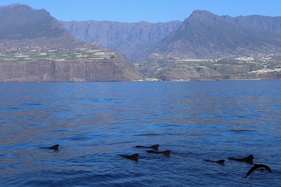La Palma: 3-Hour Dolphin and Whale Watching Experience - Language and commentary: plan for English, but don’t assume perfect clarity
