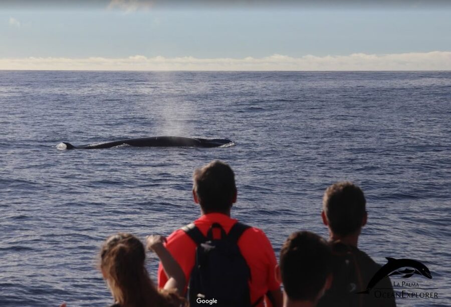 La Palma: 3-Hour Dolphin and Whale Watching Experience - What’s included: value that helps you focus