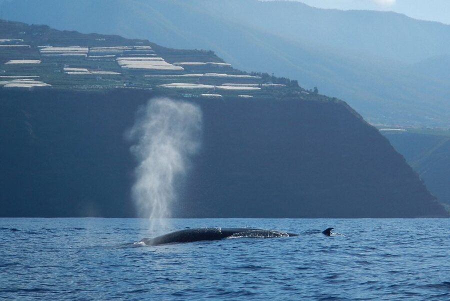 La Palma: 3-Hour Dolphin and Whale Watching Experience - What to bring: small list, big payoff