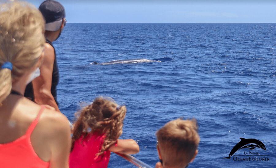 La Palma: 3-Hour Dolphin and Whale Watching Experience - The boat setup: Flipper comfort and where to stand