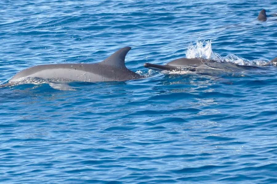 La Preneuse: Dolphin Swimming and Snorkeling Speedboat Trip - Key highlights worth knowing