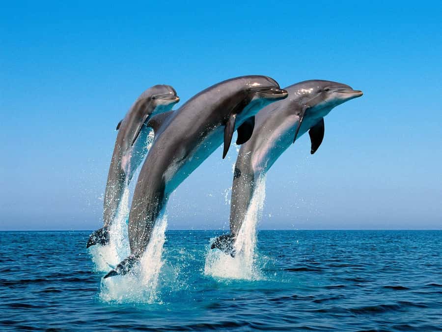 La Preneuse: Dolphin Swimming and Snorkeling Speedboat Trip - Dolphin Encounters in the Wild: What You’re Likely to See