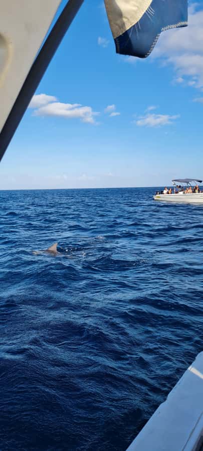 La Preneuse: Dolphin Swimming and Snorkeling Speedboat Trip - Practical Tips to Make Your Morning Smoother