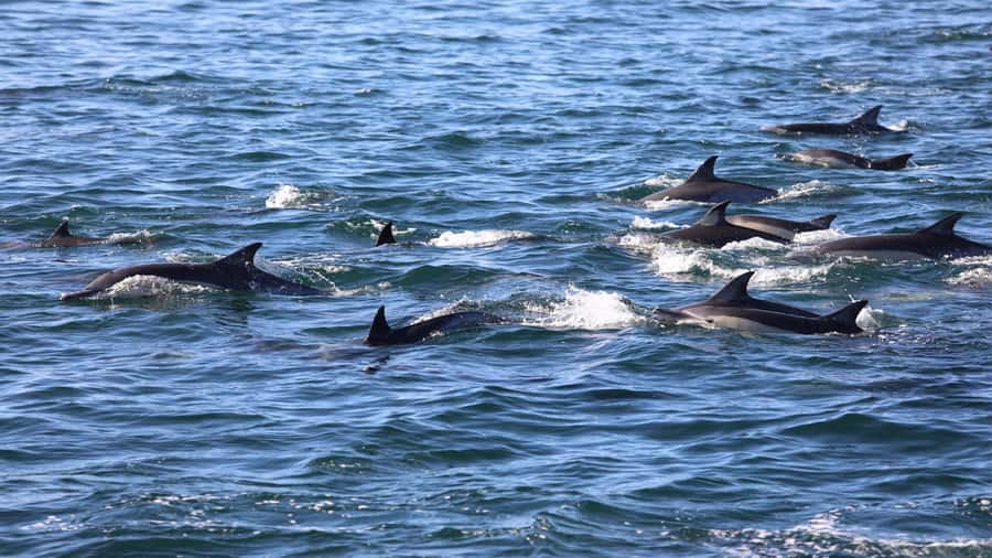 La Preneuse: Dolphin Swimming and Snorkeling Speedboat Trip - The Dolphin Trip Reality Check: Crowd, Timing, and Respect