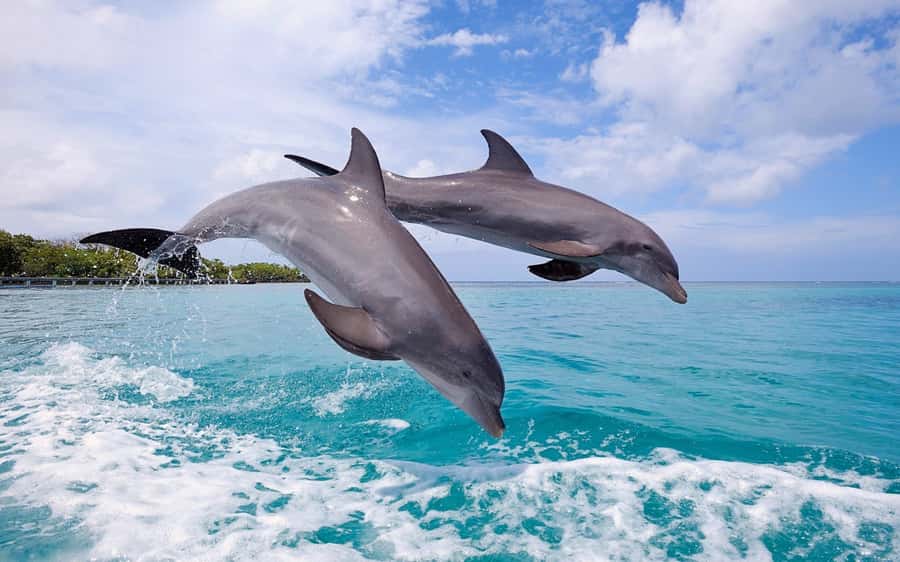 La Preneuse: Dolphin Swimming and Snorkeling Speedboat Trip - Meeting Point in the West: La Preneuse Beach (and the Occasional Switch to Tamarin)