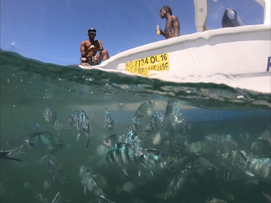 La Preneuse: Dolphin Watching and Snorkeling Speedboat Tour - Key takeaways before you go