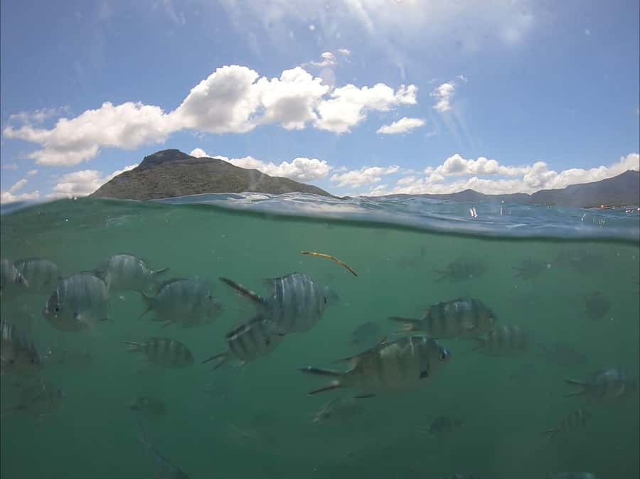 La Preneuse: Dolphin Watching and Snorkeling Speedboat Tour - La Preneuse and Martello Tower: the smooth start