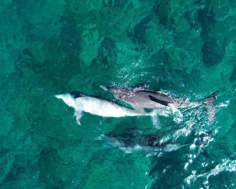 La Preneuse: Dolphin Watching and Snorkeling Speedboat Tour - 85-minute secret stop with dolphins: closeness, pace, and real expectations