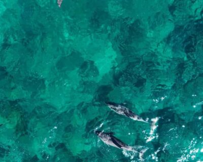La Preneuse: Dolphin Watching and Snorkeling Speedboat Tour - Speedboat run time: using the 20 minutes wisely