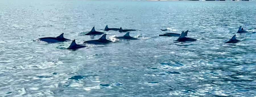La Preneuse: Dolphin Watching and Snorkeling Speedboat Tour - Snorkeling at the lagoon: fish you may see in 15 minutes