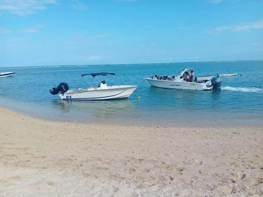 La Preneuse: Dolphin Watching and Snorkeling Speedboat Tour - What the guides teach in the water (and why it matters)