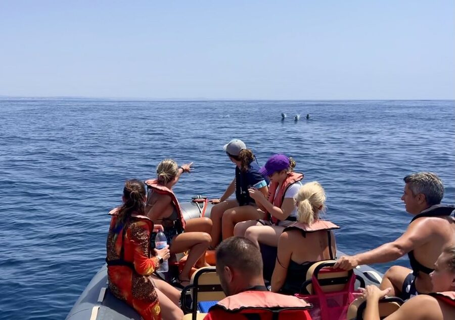 Lagoa: Dolphin Watching & Benagil Tour with Biologist Guide - Key things to know before you go