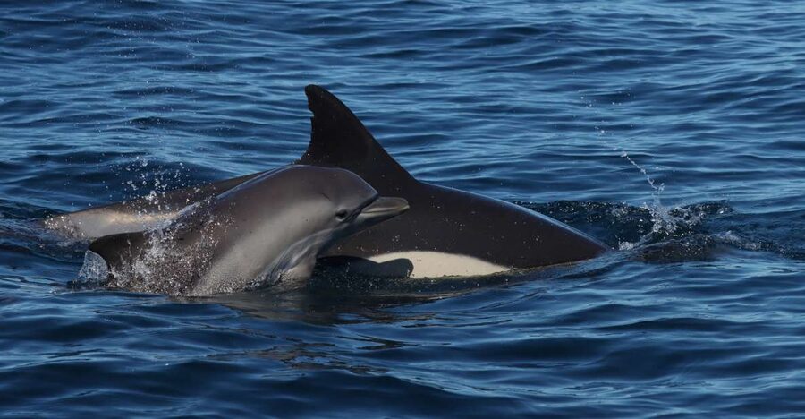 Lagoa: Dolphin Watching & Benagil Tour with Biologist Guide - Why this Benagil dolphin tour feels more like a lesson than a chase