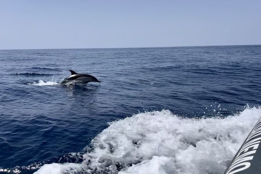 Lagoa: Dolphin Watching & Benagil Tour with Biologist Guide - Dolphins, seabirds, jellyfish: what you’re likely to see (and what’s rare)