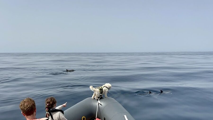 Lagoa: Dolphin Watching & Benagil Tour with Biologist Guide - Price and value: why $76 can be a fair deal here