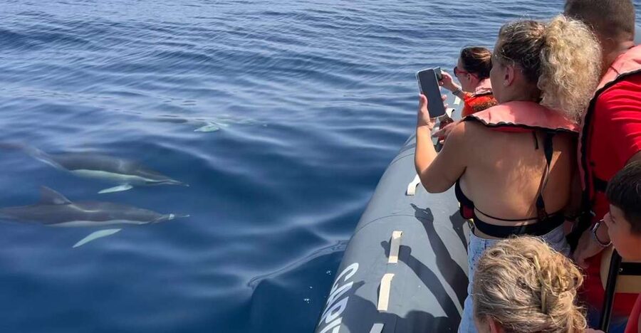 Lagoa: Dolphins Expedition with biologist guide on board - Why Lagoa’s dolphin safari feels more intentional than a typical boat ride