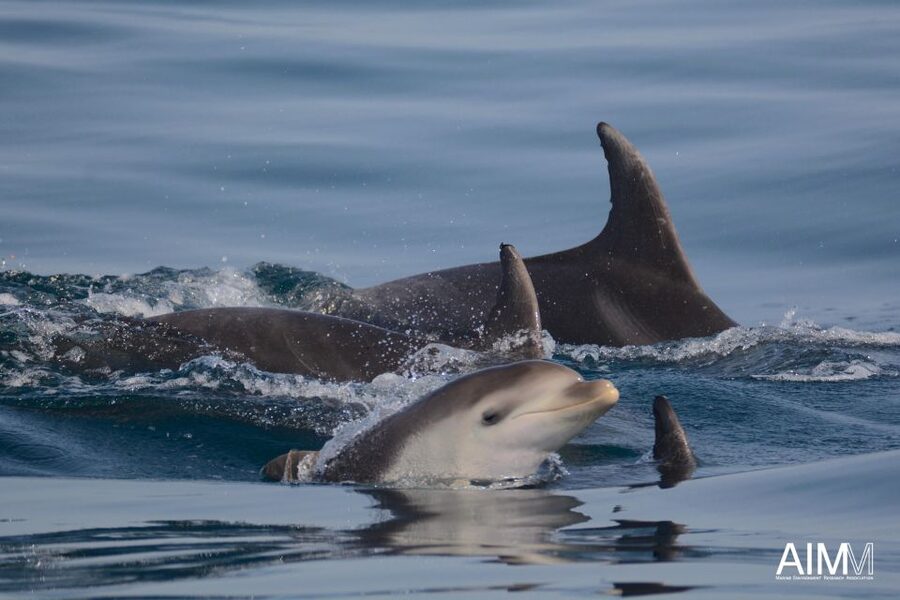 Lagoa: Dolphins Expedition with biologist guide on board - What else you might spot beyond dolphins (sharks, whales, turtles)