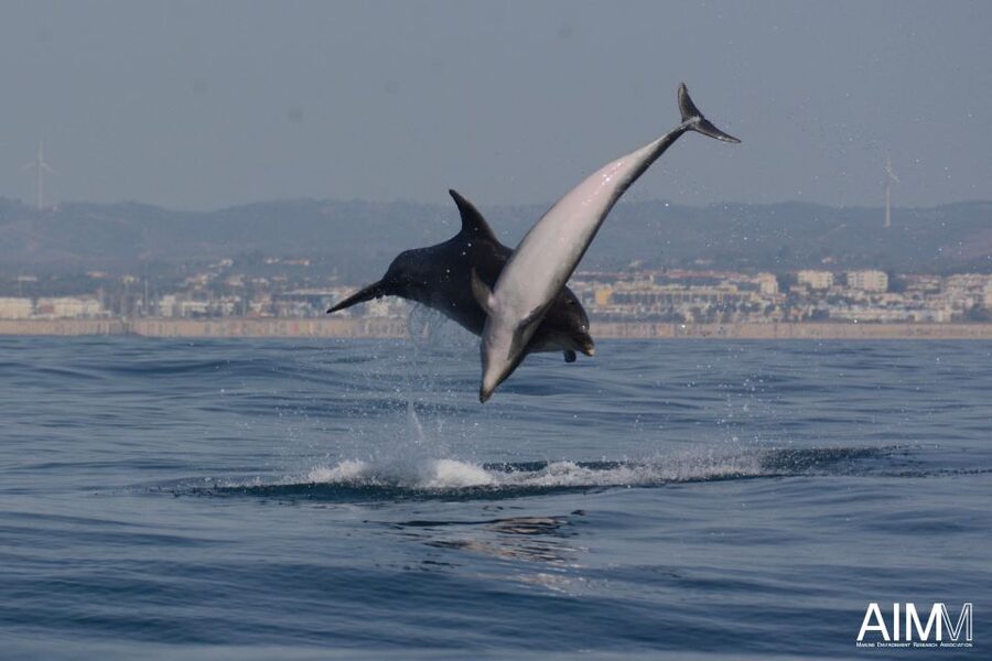 Lagoa: Dolphins Expedition with biologist guide on board - Responsible dolphin watching rules you’ll actually notice on board