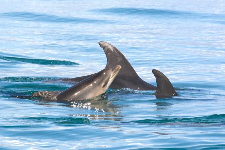 Lagoa: Dolphins Expedition with biologist guide on board - Price and value: why $82 can be more than a “tour ticket”