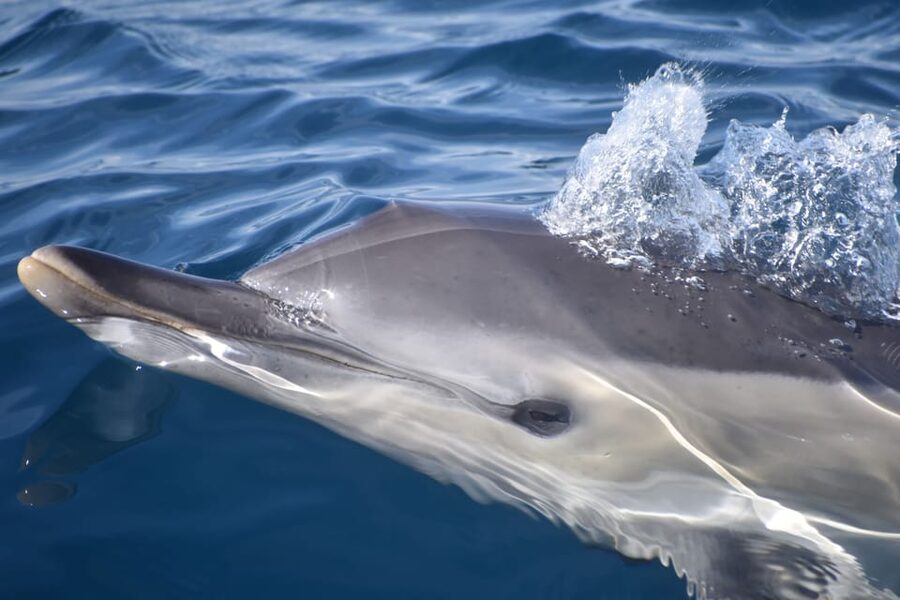 Lagos: Combo Dolphin and Benagil Tour with Marine Biologist - Hurricane speedboat: the Lagos-to-Atlantic leap