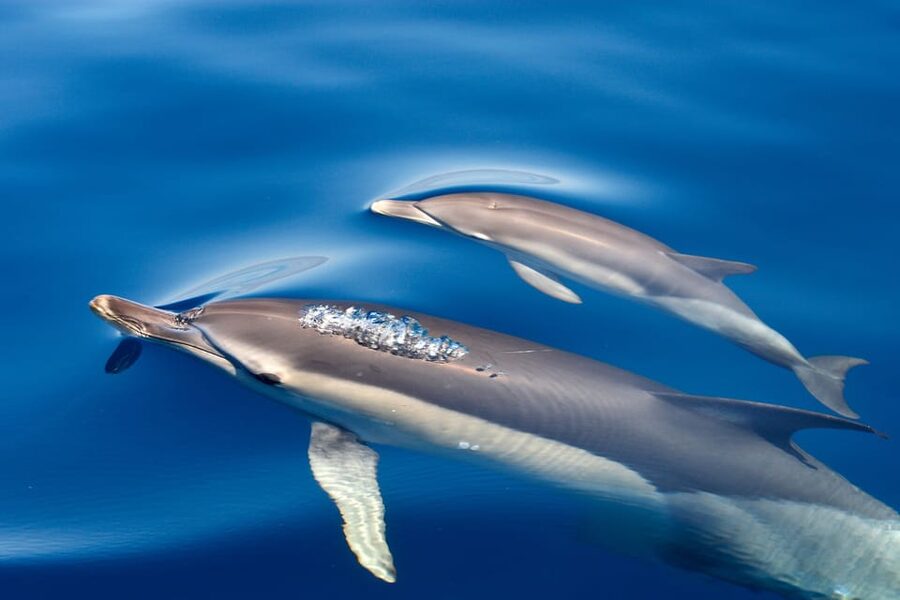 Lagos: Combo Dolphin and Benagil Tour with Marine Biologist - Comfort, motion, and what to bring for the Atlantic