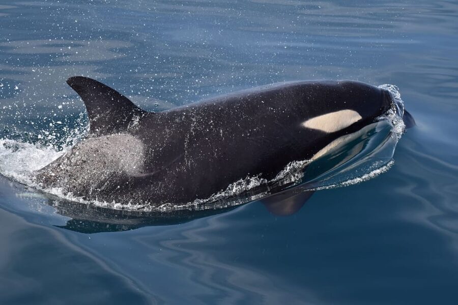 Lagos: Combo Dolphin and Benagil Tour with Marine Biologist - Price and value: getting two big hits for $63