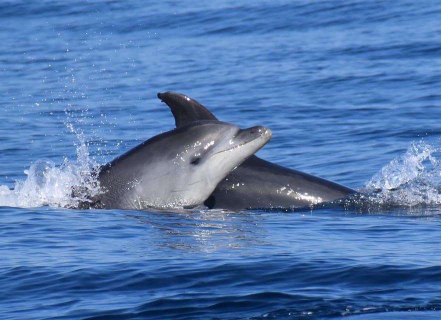 Lagos: Combo Dolphin and Benagil Tour with Marine Biologist - Who this tour suits best in Lagos