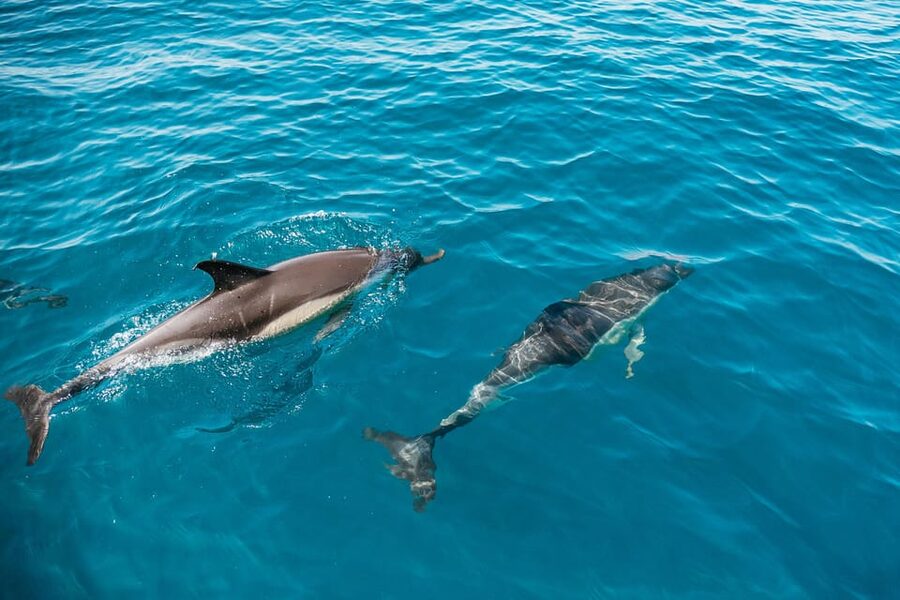 Lagos: Dolphin Watch Tour with Professional Marine Biologist - Finding the boat at Marina de Lagos (Passeio dos Descobrimentos 8)