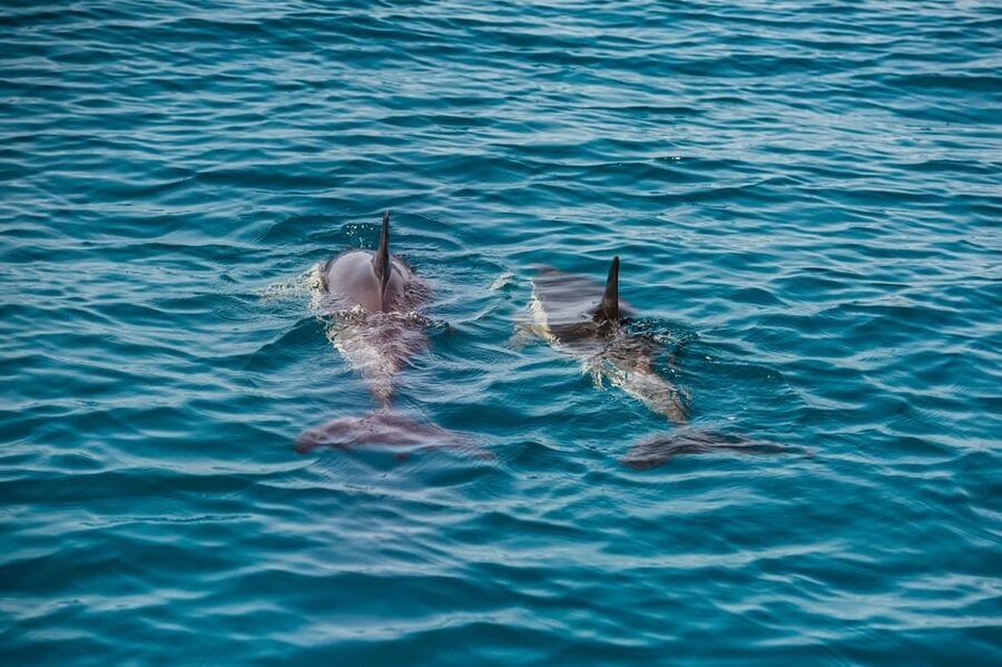Lagos: Dolphin Watch Tour with Professional Marine Biologist - Marine biology onboard: what the biologist actually explains